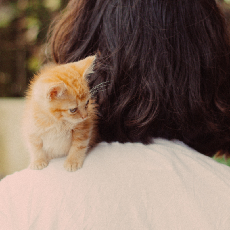 Kitten on woman's shoulder